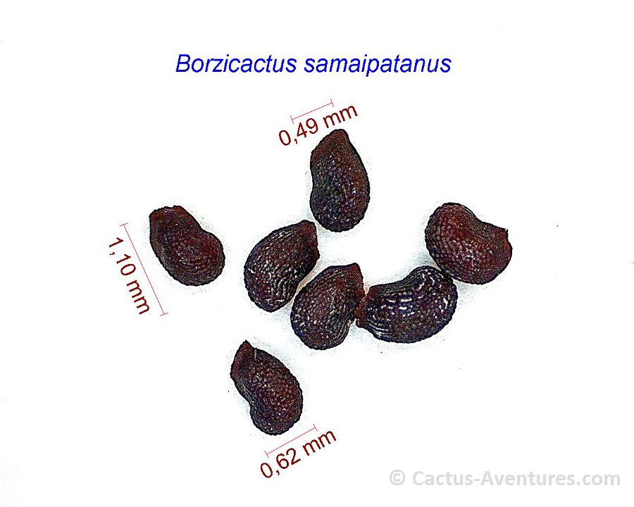 Borzicactus samaipatanus